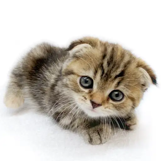 スコティッシュフォールド