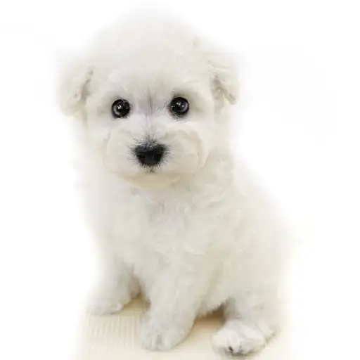 トイ・プードル