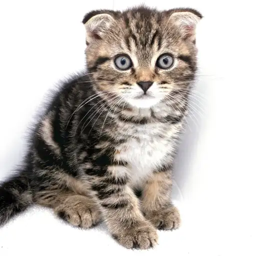 スコティッシュフォールド