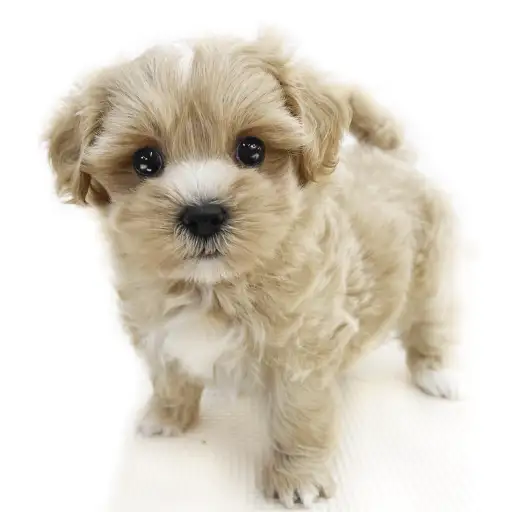 MIX（マルチーズ×トイプードル）