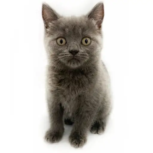 ブリティッシュショートヘア