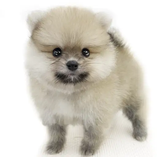 ポメラニアン