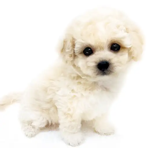 MIX(ビションフリーゼ×トイプードル)