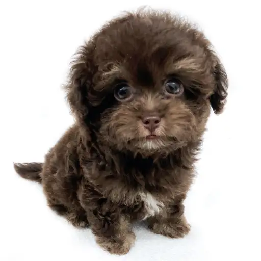 MIX（チワワ×トイプードル）