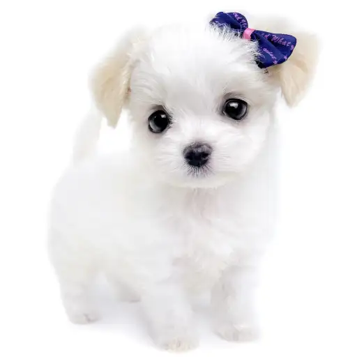 MIX（チワワ×マルチーズ）