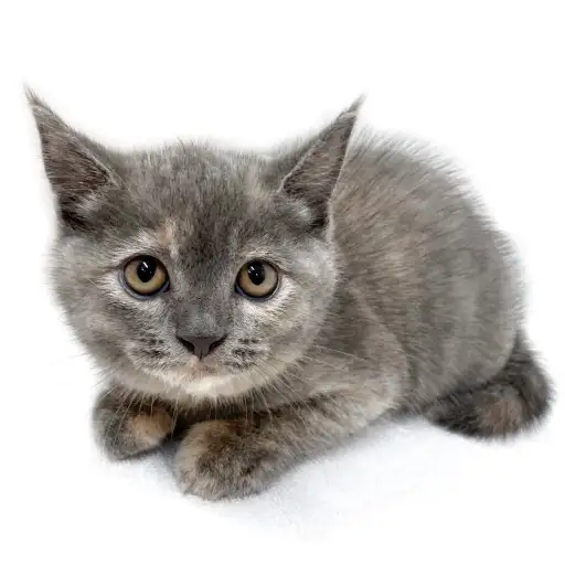 ブリティッシュショートヘア