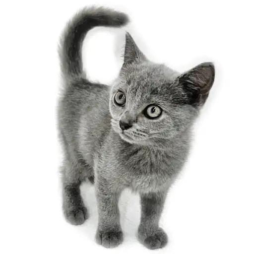 ブリティッシュショートヘア