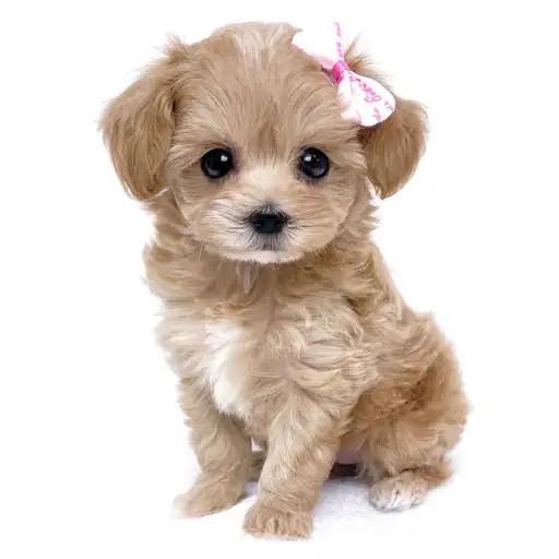 MIX（トイプードル×マルチーズ）