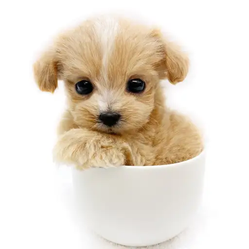 MIX(トイプードル×チワワ)