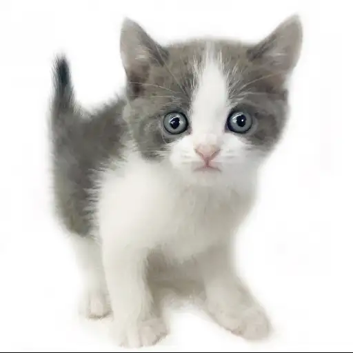 ブリティッシュショートヘア