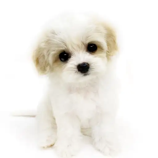 MIX【ビション×(キャバリア×ビション)】