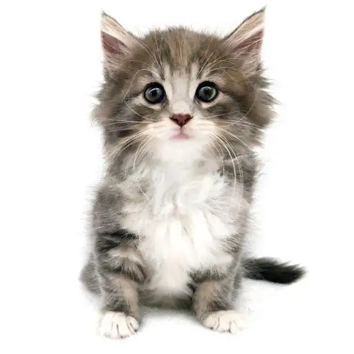 ノルウェージャンフォレストキャット