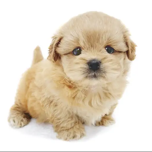 MIX（トイプードル×ペキニーズ）