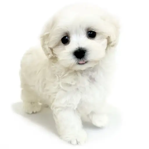 MIX（マルチーズ×トイプードル）