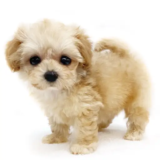 MIX(マルチーズ×トイプードル)