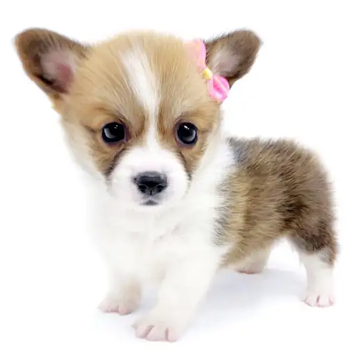 ウェルシュコーギーペンブローク