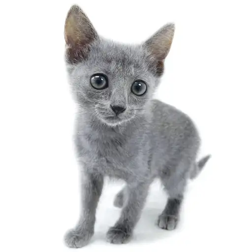 ロシアンブルー