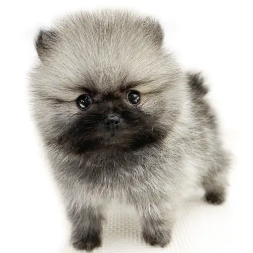 ポメラニアン