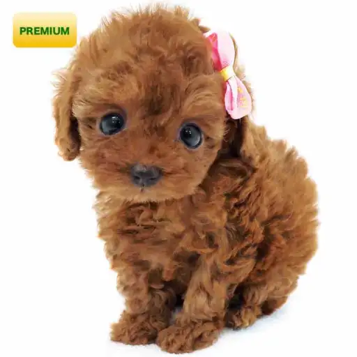 トイ・プードル