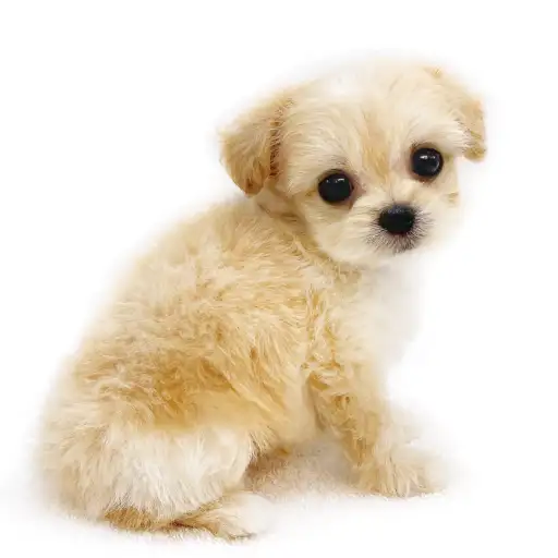 MIX(チワワ×トイプードル)