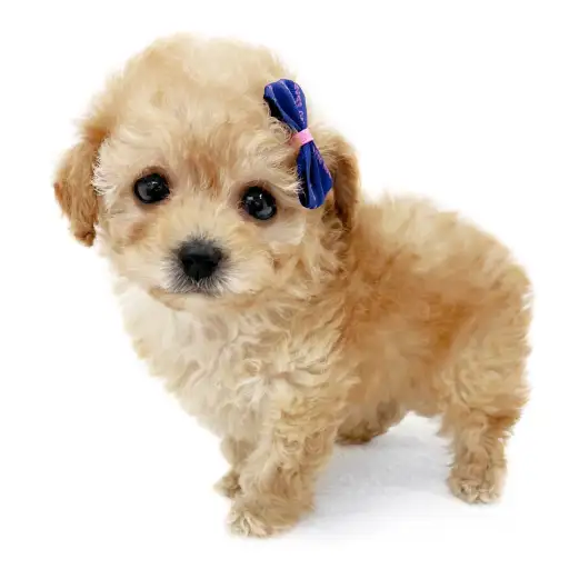 トイ・プードル