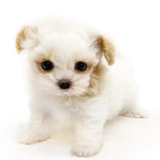 MIX(マルチーズ×トイプードル)