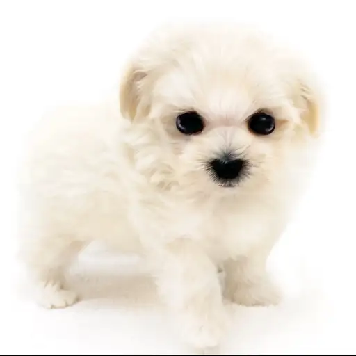 MIX(マルチーズ×トイプードル)