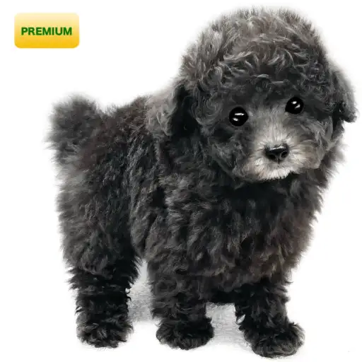 トイ・プードル