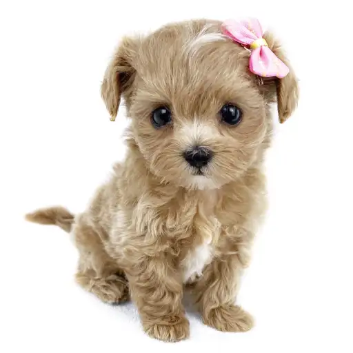 MIX（マルチーズ×トイプードル）