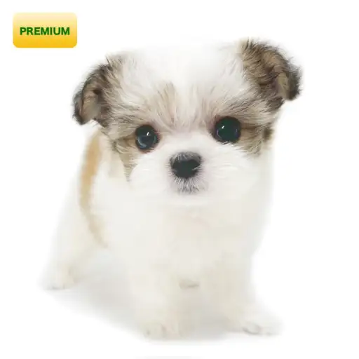 MIX(マルチーズ×チワワ)