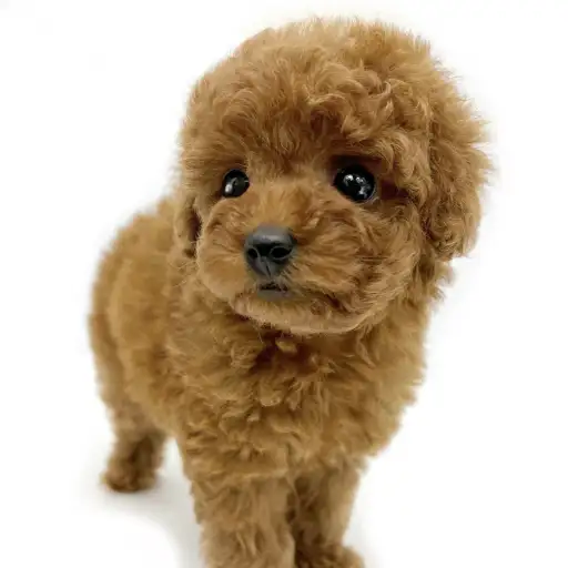 トイ・プードル