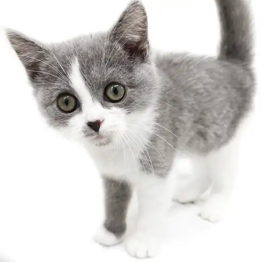 ブリティッシュショートヘア