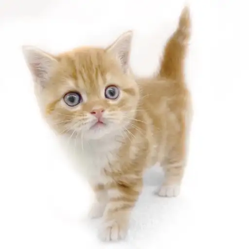 スコティッシュフォールド