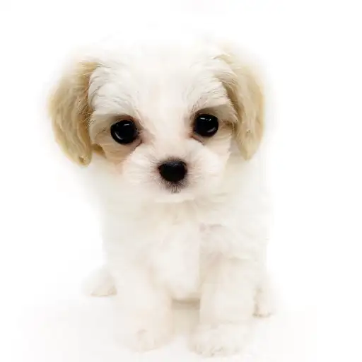 MIX(マルチーズ×キャバリアキングチャールズスパニエル)