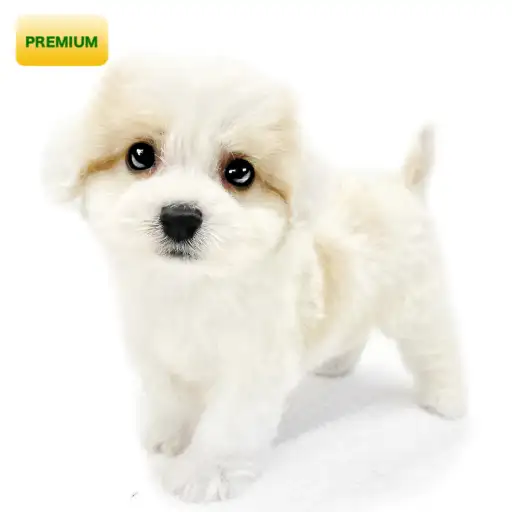 MIX(キャバリアキングチャールズスパニエル×ビションフリーゼ)