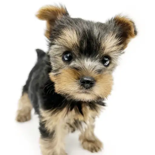 ヨークシャーテリア