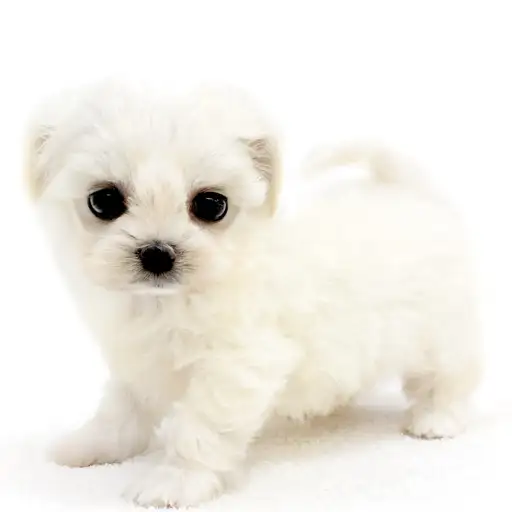 MIX(マルチーズ×チワワ)