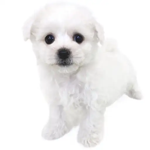 ビションフリーゼ