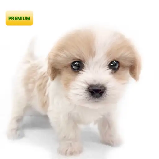 MIX(キャバリアキングチャールズスパニエル×ビションフリーゼ)