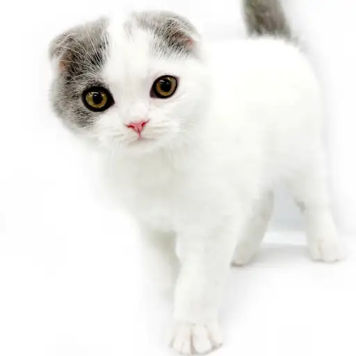 スコティッシュフォールド