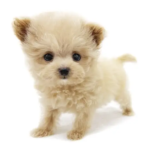 MIX（トイプードル×ポメラニアン）