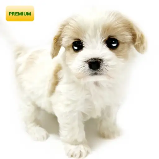 MIX(キャバリアキングチャールズスパニエル×ビションフリーゼ)