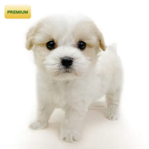 MIX（キャバリアキングチャールズスパニエル×ビションフリーゼ）