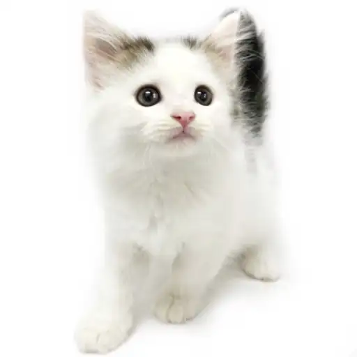 ノルウェージャンフォレストキャット