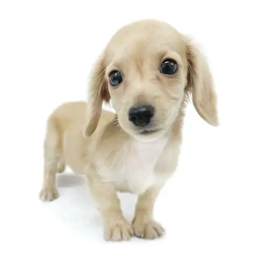 カニンヘン・ダックスフント