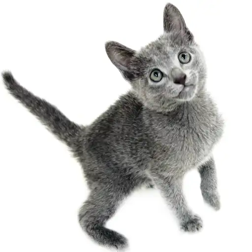 ロシアンブルー