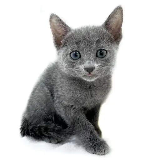 ロシアンブルー