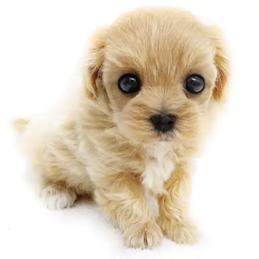 MIX(マルチーズ×トイプードル)