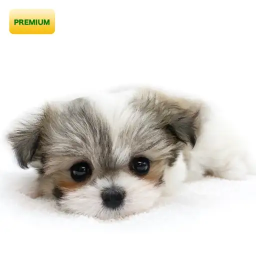 MIX(マルチーズ×チワワ)