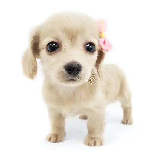 ミニチュア・ダックスフント